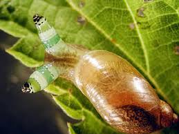 Attēlu rezultāti vaicājumam “Leucochloridium paradoxum”