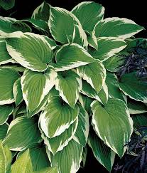 Image result for Hosta fortunei albomarginata