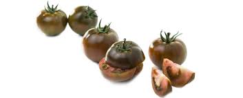 Afbeeldingsresultaat voor debarro black tomato