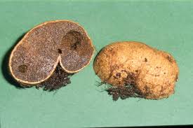 Attēlu rezultāti vaicājumam “Rhizopogon luteolus”