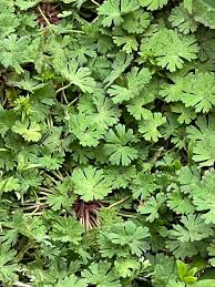 Attēlu rezultāti vaicājumam “Geranium bohemicum bud”