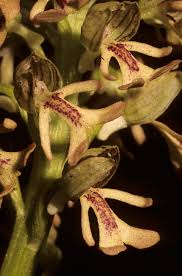 Attēlu rezultāti vaicājumam “Orchis militaris leaf”