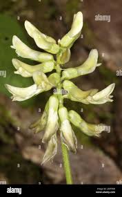 Attēlu rezultāti vaicājumam “Astragalus glycyphyllos flower”