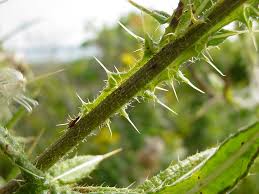 Attēlu rezultāti vaicājumam “Cirsium vulgare”