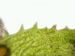 Attēlu rezultāti vaicājumam “Ephemerum serratum”