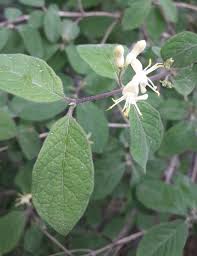 Attēlu rezultāti vaicājumam “Lonicera xylosteum leaf”