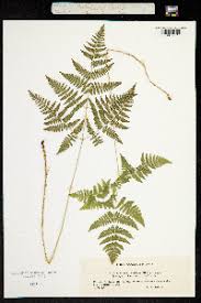 Attēlu rezultāti vaicājumam “Gymnocarpium robertianum”