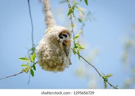 Attēlu rezultāti vaicājumam “Remiz pendulinus nest”