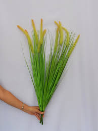 Attēlu rezultāti vaicājumam “Setaria viridis leaf”