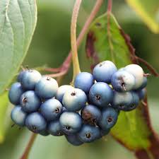 Attēlu rezultāti vaicājumam “Cornus sericea fruit”