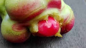 Attēlu rezultāti vaicājumam “Magnolia kobus fruit”