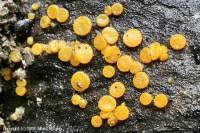 Attēlu rezultāti vaicājumam “Miladina lecithina”