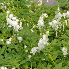 Image result for tränendes Herz