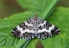 Attēlu rezultāti vaicājumam “Epirrhoe tristata imago”