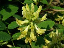 Attēlu rezultāti vaicājumam “Astragalus glycyphyllos flower”
