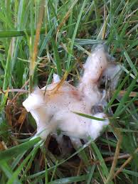 Attēlu rezultāti vaicājumam “Lycogala cf. fossiculatum sessile”