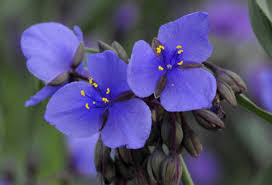 Attēlu rezultāti vaicājumam “Tradescantia virginiana flower”