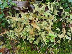 Attēlu rezultāti vaicājumam “Cetrelia sp.”