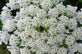 Image result for Daucus carota