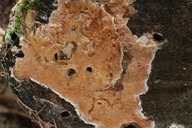 Attēlu rezultāti vaicājumam “Oxyporus”