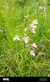 Attēlu rezultāti vaicājumam “Epipactis palustris flower”