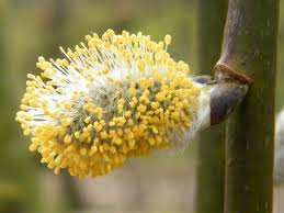 Attēlu rezultāti vaicājumam “Salix caprea male flower”