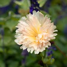 Image result for Alcea rosea `Appleblossom`