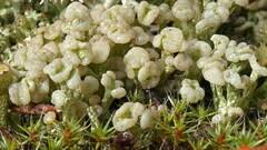 Attēlu rezultāti vaicājumam “Cladonia botrytes”