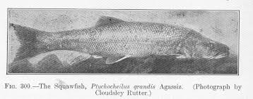 Image result for Ptychocheilus grandis