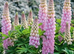 Image result for Lupinen