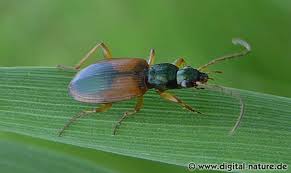 Attēlu rezultāti vaicājumam “Anchomenus dorsalis”