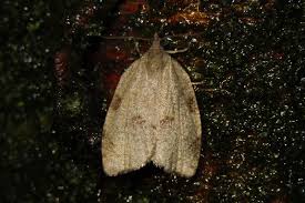 Attēlu rezultāti vaicājumam “Lozotaenia forsterana”