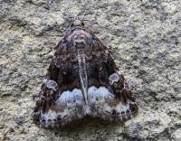 Attēlu rezultāti vaicājumam “Protodeltote pygarga”