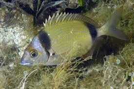 Image result for Diplodus helenae