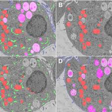 Attēlu rezultāti vaicājumam “Badhamiopsis macrospora”