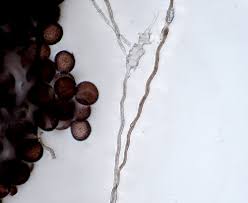 Attēlu rezultāti vaicājumam “Didymium proximum macro”