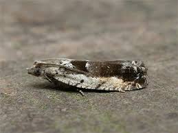 Attēlu rezultāti vaicājumam “Epinotia ramella”