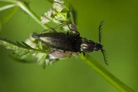 Attēlu rezultāti vaicājumam “Ctenicera pectinicornis”