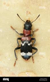 Attēlu rezultāti vaicājumam “Thanasimus formicarius”