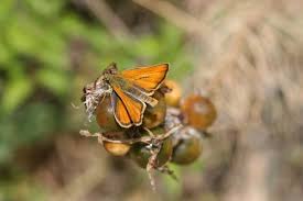 Attēlu rezultāti vaicājumam “Thymelicus sylvestris”