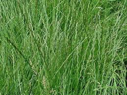 Attēlu rezultāti vaicājumam “Lolium perenne”