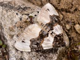 Attēlu rezultāti vaicājumam “Cosmorhoe ocellata”