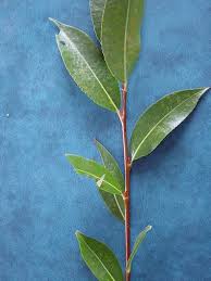 Attēlu rezultāti vaicājumam “Salix pentandra leaf”
