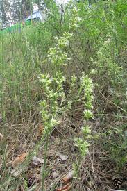Attēlu rezultāti vaicājumam “Silene borysthenica”