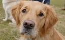 Online doggy dating by Kennel Club - Telegraph