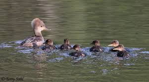 Attēlu rezultāti vaicājumam “Mergus merganser juvenile”