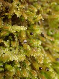 Attēlu rezultāti vaicājumam “Diplophyllum albicans”