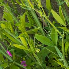 Attēlu rezultāti vaicājumam “Lathyrus latifolius fruit”