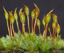 Attēlu rezultāti vaicājumam “Tortula truncata”