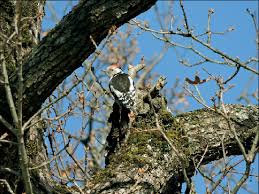 Attēlu rezultāti vaicājumam “Dendrocopos medius”